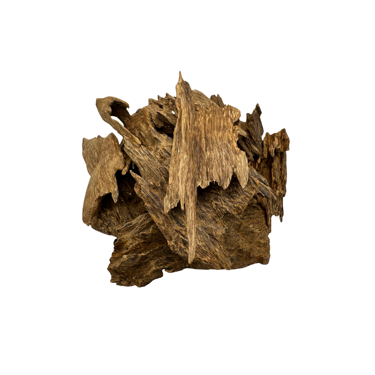 Malaysian Red Shell Oud Wood